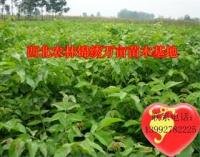 王經理 陝西楊淩錦繡萬畝果樹苗木繁育基地