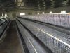 出仓鸡笼兔笼等养殖笼具