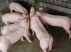 常年供应苗猪价格合理,先考察后购买13151336367