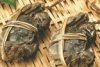 阳澄湖大闸蟹专卖