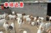 吐鲁番有没有波尔山羊养殖场哪里有卖羊的什么地方有山羊养殖基地