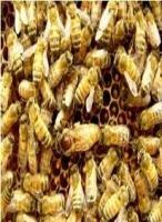 香樟树种子(种籽) 香樟树 朴树 柏树 桂花树种子 桂花树小苗 樱花树 广玉兰 银杏 雪松 罗汉松 红枫 青枫 紫薇 红叶李 龙柏 枇杷 红叶石楠 乐昌含笑